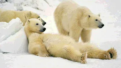 Urşii polari sunt prezenţi pe Pământ de cel puţin 600.000 de ani
