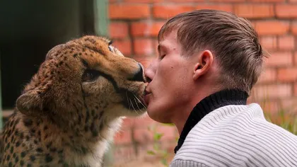 Prietenie inedită la zoo: Un bărbat se pupă cu un ghepard FOTO