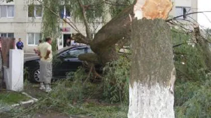BUCUREŞTI: Un copac a căzut peste o ambulanță care transporta un pacient