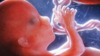Imagini incredibile: Cum se dezvoltă copilul în uter