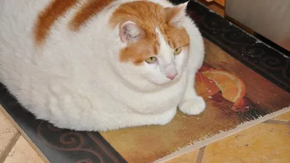 Meow, cea mai grasă pisică din lume, a murit în timp ce ţinea dietă