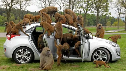 Cum testează babuinii un nou model de maşină? VIDEO