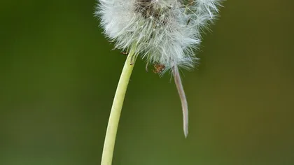 Şoricelul din păpădie: O mică rozătoare se ascunde într-o floare FOTO