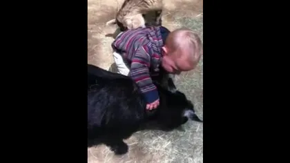 Spectacol la Zoo: Cum reacţionează un băieţel de un an în ţarcul caprelor VIDEO