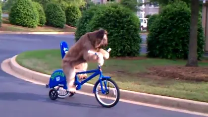 Cel mai tare câine: A învăţat să meargă singur cu bicicleta VIDEO