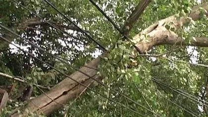 Trafic dificil pe DN 1, în zona Posada, după ce un copac a căzut pe şosea