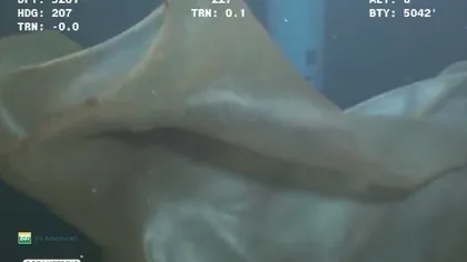 O creatură misterioasă, filmată cu camere subacvatice VIDEO