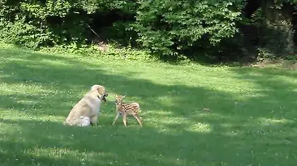 Prietenie inedită: Un căţel se joacă cu un pui de căprioară VIDEO