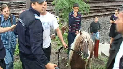 Calul, vaca şi poneiul la protest pe DN1 VIDEO