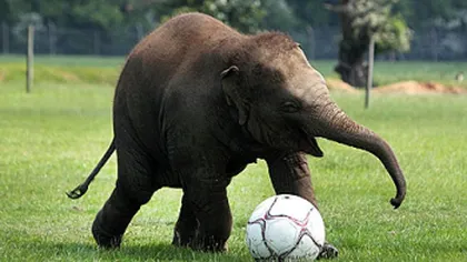 Pachiderme pe gazon. Un pui de elefant adoră fotbalul VIDEO