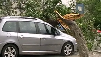 Furtuna a făcut ravagii şi în Tulcea. Un copac a căzut peste o maşină
