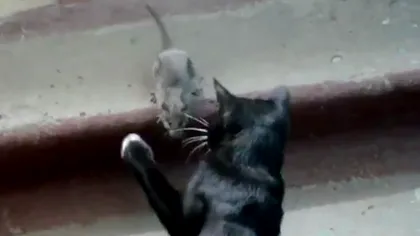 O pisică, învinsă de un şoricel: Cum a reuşit o mică rozătoare să alunge o felină VIDEO