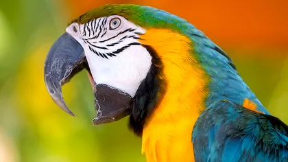 Un papagal rătăcit le-a spus poliţiştilor unde locuieşte
