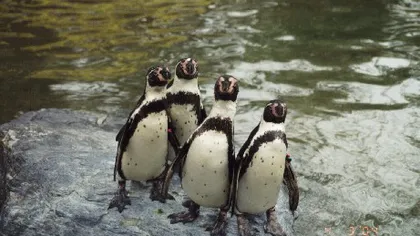 Doi turişti britanici, amendaţi pentru că au furat un pinguin