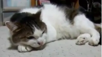 O pisicuţă adorabilă cântă blues VIDEO