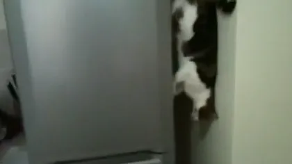 Pisica păianjen: O felină incredibilă sfidează gravitaţia VIDEO