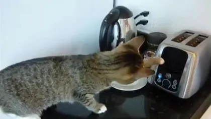Prăjitorul de pâine, o jucărie de coşmar pentru pisici VIDEO
