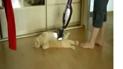 O pisică grăsană adoră să fie... aspirată VIDEO