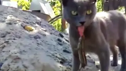 Când pisica atacă, şopârla o apucă de limbă VIDEO