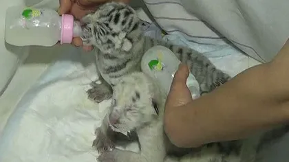 Eveniment rar: Patru pui de tigru alb s-au născut la o grădină zoologică din Ucraina VIDEO