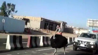Un struţ nebun încurcă traficul într-un oraş din Arabia Saudită VIDEO