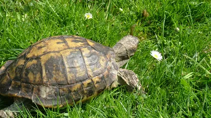 Trafic ilegal cu ţestoase: Două femei au furat animalele din Parcul Domogled