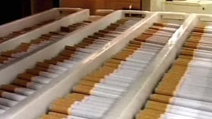 Peste două tone de tutun fără acte, descoperite în Portul Constanţa
