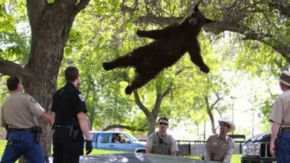 Ursul vedetă din campus a fost ucis de maşini