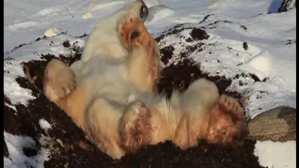 Cel mai LENEŞ urs polar VIDEO
