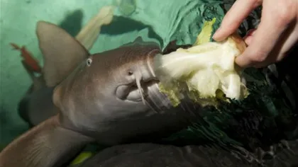 Primul rechin vegetarian din lume iubeşte salata FOTO