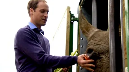 Prinţul William furios: Cere încetarea imediată a braconajului de rinoceri VIDEO