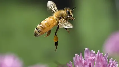 Un ieşean a murit după ce a fost înţepat de o albină