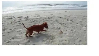 Bătaie pe plajă între câine şi crab VIDEO