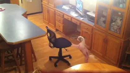 Un câine ingenios: Cum reuşeşte să sară pe masă şi să fure mâncarea VIDEO