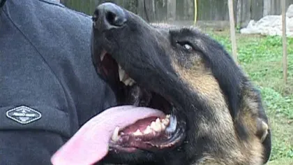 Poliţia Gorj scoate la licitaţie un câine lup. Vezi preţul de pornire