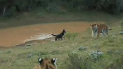 Un câine ciobănesc dirijează tigri şi hiene VIDEO