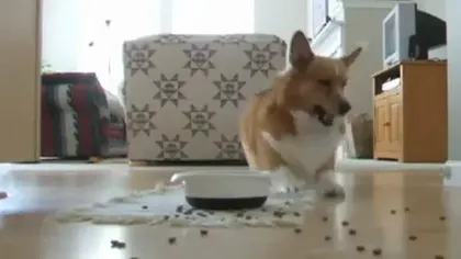 Câinele care dansează pentru mâncare VIDEO