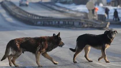 Un bărbat a murit la Sofia, după ce a fost atacat de câinii maidanezi