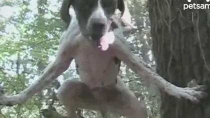 Misiune imposibilă: Un câine reuşeşte o evadare spectaculoasă VIDEO