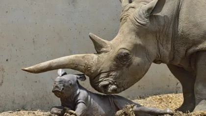 Eveniment extrem de rar: Un pui de rinocer alb, născut la un zoo israelian FOTO