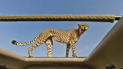 Un ghepard inventiv a folosit jeep-ul unor turişti pe post de turn de control FOTO