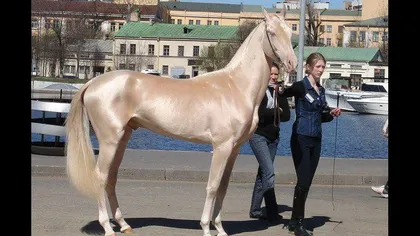 Cel mai frumos cal din lume. Realitate sau Photoshop? FOTO