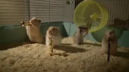 Hamsterii cântăreţi: O trupă de rozătoare cântă la instrumente muzicale VIDEO