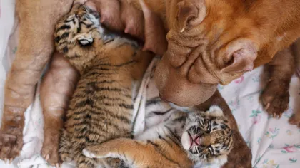 O căţeluşă a adoptat doi pui de tigru FOTO