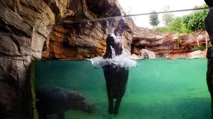 Dansul hipopotamului: Un pui se distrează la nebunie în bazinul de la zoo FOTO