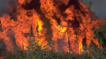 New Mexico se luptă cu cel mai mare incendiu de vegetaţie din istoria sa VIDEO