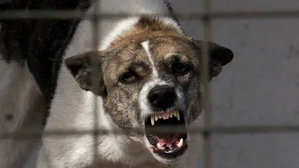 O fată din Vaslui a fost SFÂŞIATĂ de o haită de câini fără stăpân VIDEO