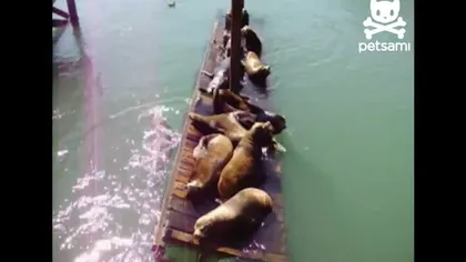 Ce se întâmplă când prea mulţi lei de mare fac plajă pe un ponton prea mic VIDEO