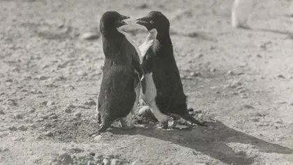 Depravarea sexuală a pinguinilor a şocat un explorator polar VIDEO
