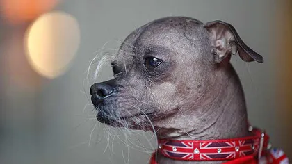 Cel mai urât câine din lume are mustăţi albe, ochi ca mărgelele şi trufă mică VIDEO